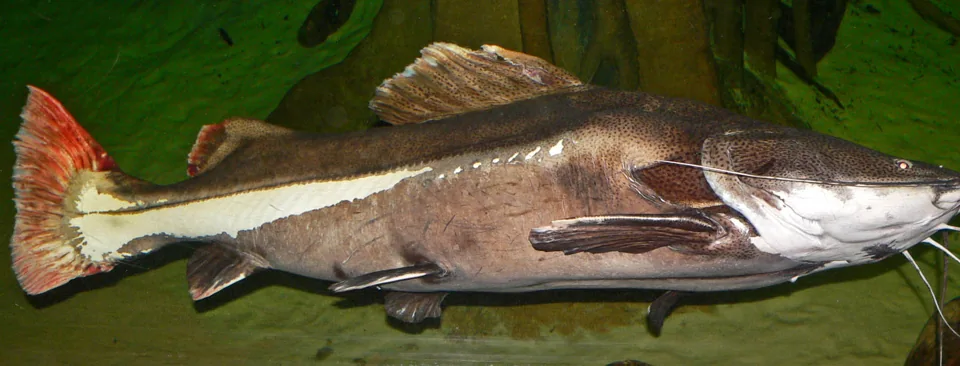 Fotografia representativa de Phractocephalus hemioliopterus; imagem de referência da espécie, sem indicação de estoque.