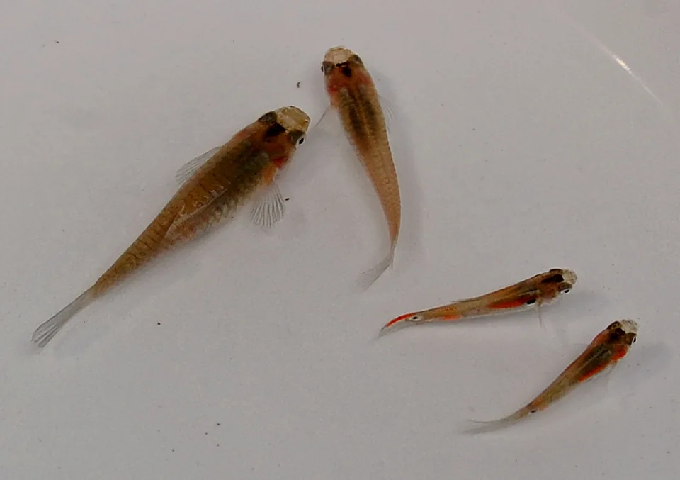 Fotografia representativa de Poecilia reticulata; imagem de referência da espécie, sem indicação de estoque.