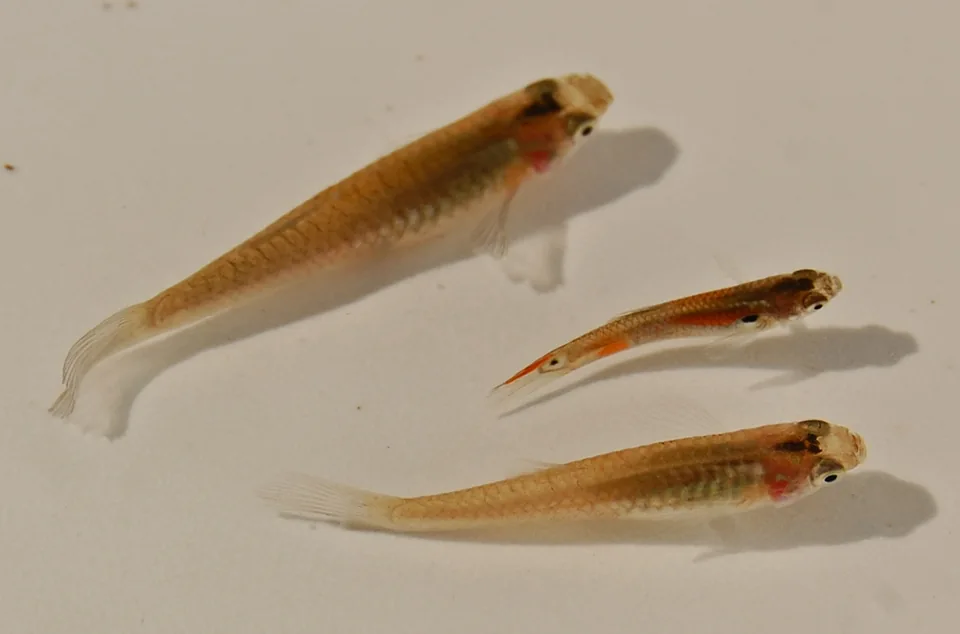 Fotografia representativa de Poecilia reticulata; imagem de referência da espécie, sem indicação de estoque.