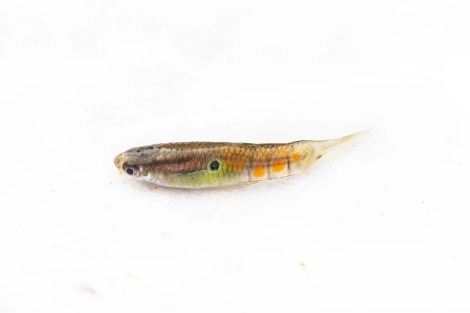 Fotografia representativa de Poecilia reticulata; imagem de referência da espécie, sem indicação de estoque.