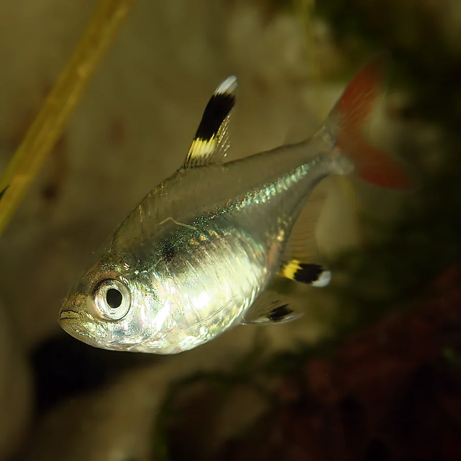 Fotografia representativa de Pristella maxillaris; imagem de referência da espécie, sem indicação de estoque.