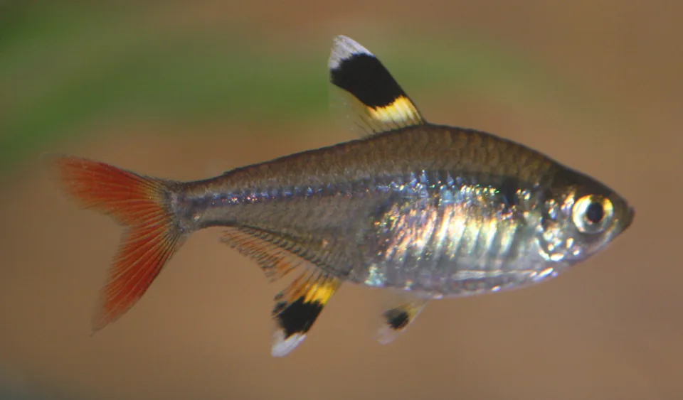 Fotografia representativa de Pristella maxillaris; imagem de referência da espécie, sem indicação de estoque.
