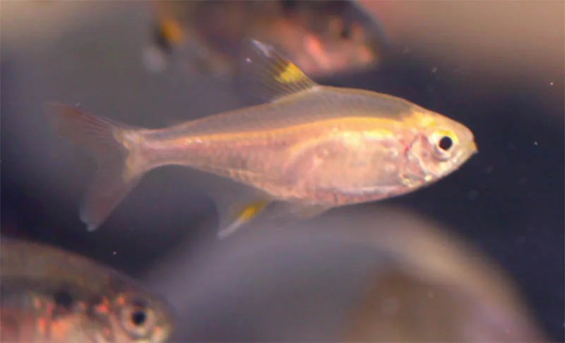 Fotografia representativa de Pristella maxillaris; imagem de referência da espécie, sem indicação de estoque.
