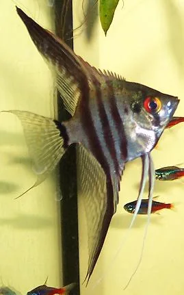 Fotografia representativa de Pterophyllum scalare; imagem de referência da espécie, sem indicação de estoque.