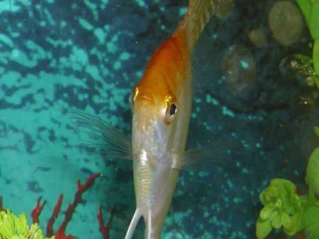 Fotografia representativa de Pterophyllum scalare; imagem de referência da espécie, sem indicação de estoque.
