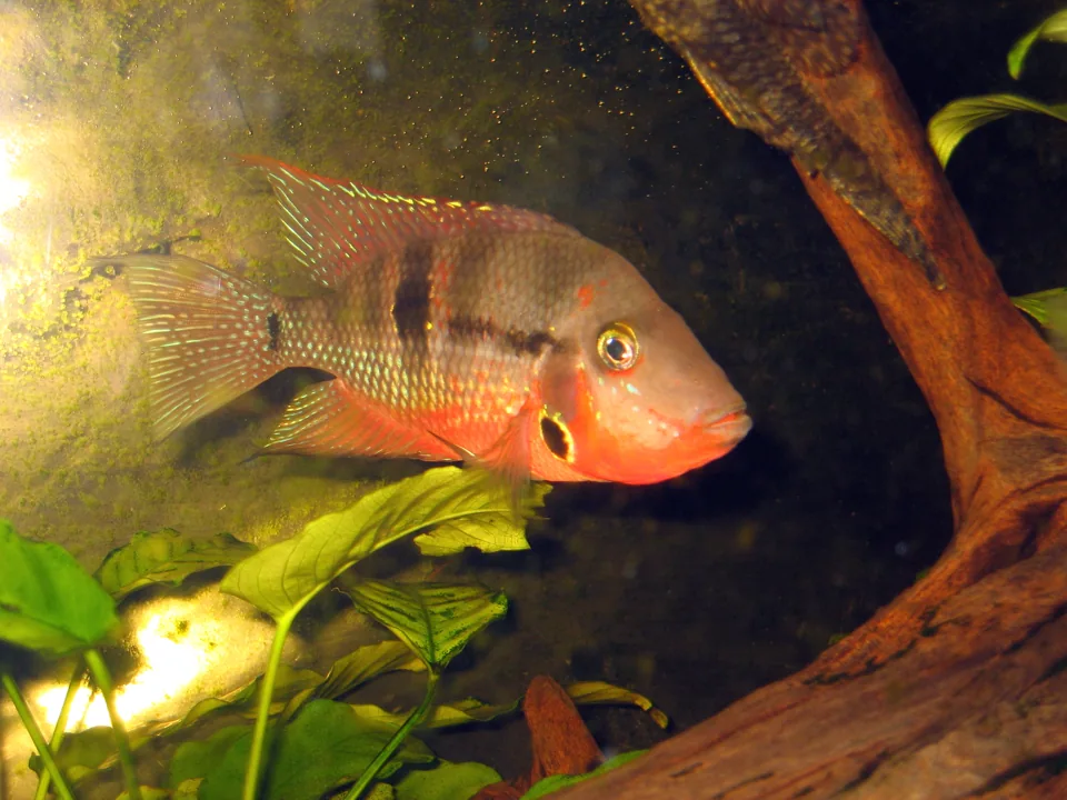 Fotografia representativa de Thorichthys meeki; imagem de referência da espécie, sem indicação de estoque.