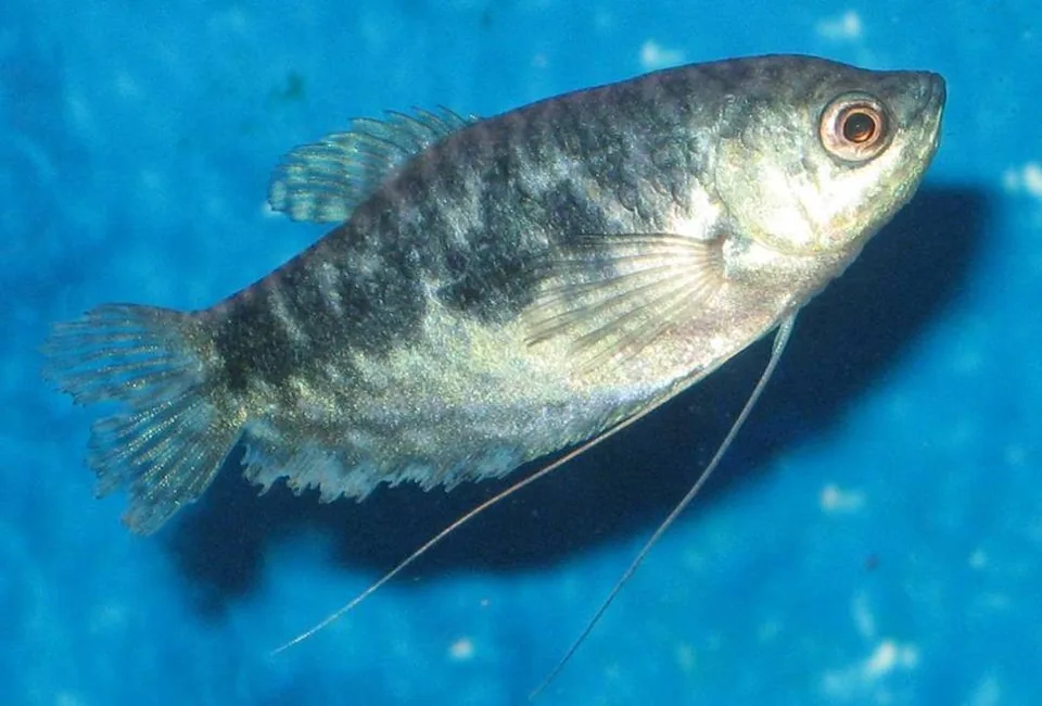 Fotografia representativa de Trichopodus trichopterus; imagem de referência da espécie, sem indicação de estoque.