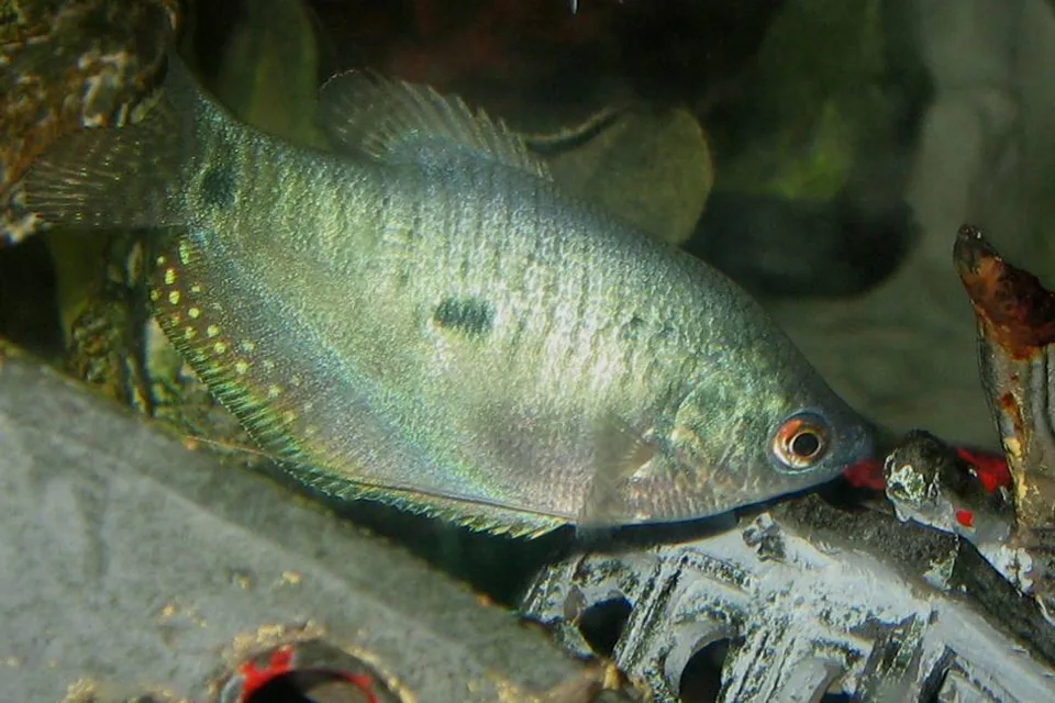 Fotografia representativa de Trichopodus trichopterus; imagem de referência da espécie, sem indicação de estoque.