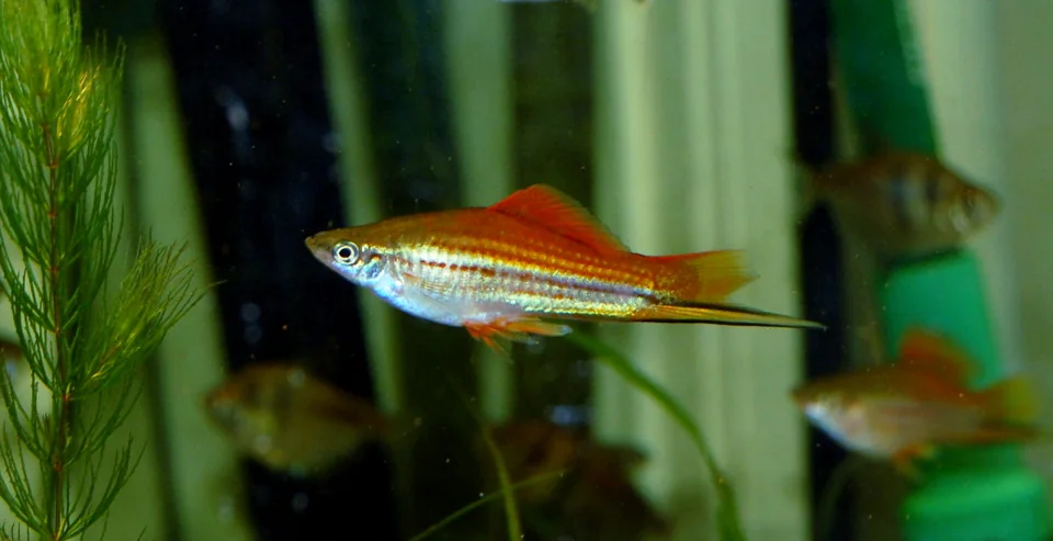 Fotografia representativa de Xiphophorus hellerii; imagem de referência da espécie, sem indicação de estoque.