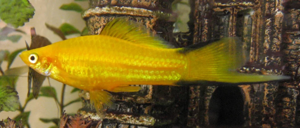 Fotografia representativa de Xiphophorus hellerii; imagem de referência da espécie, sem indicação de estoque.